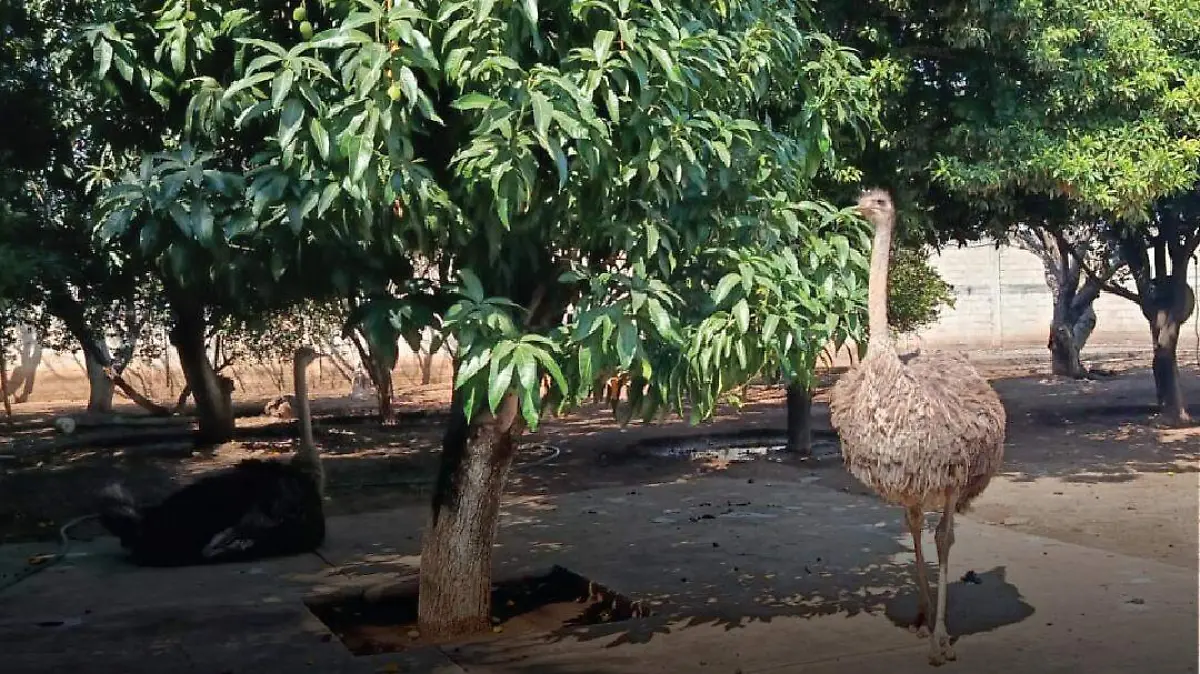 avestruce incautada