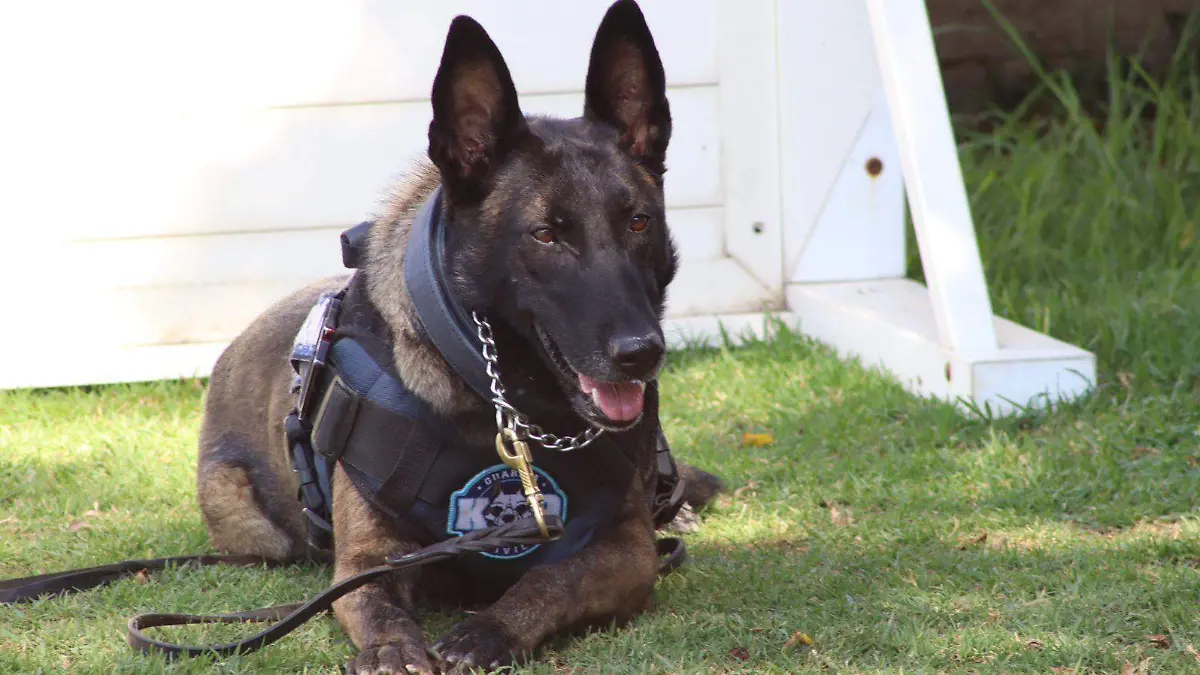 guardia civil binomios