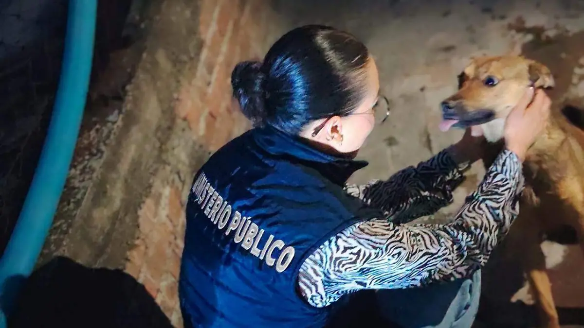 perros maltrato animal morelia