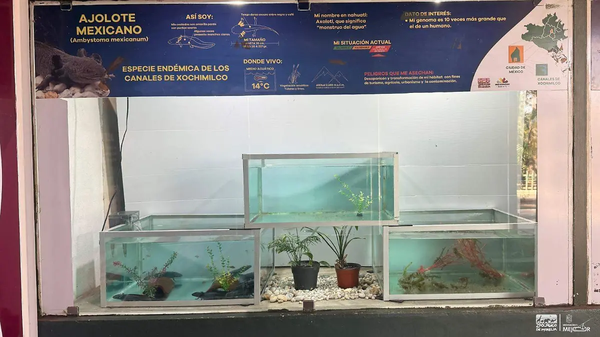 Ajolote Zoológico de Morelia