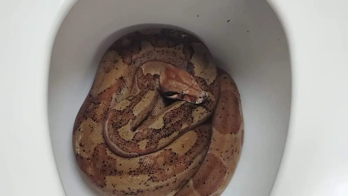 Boa constrictor