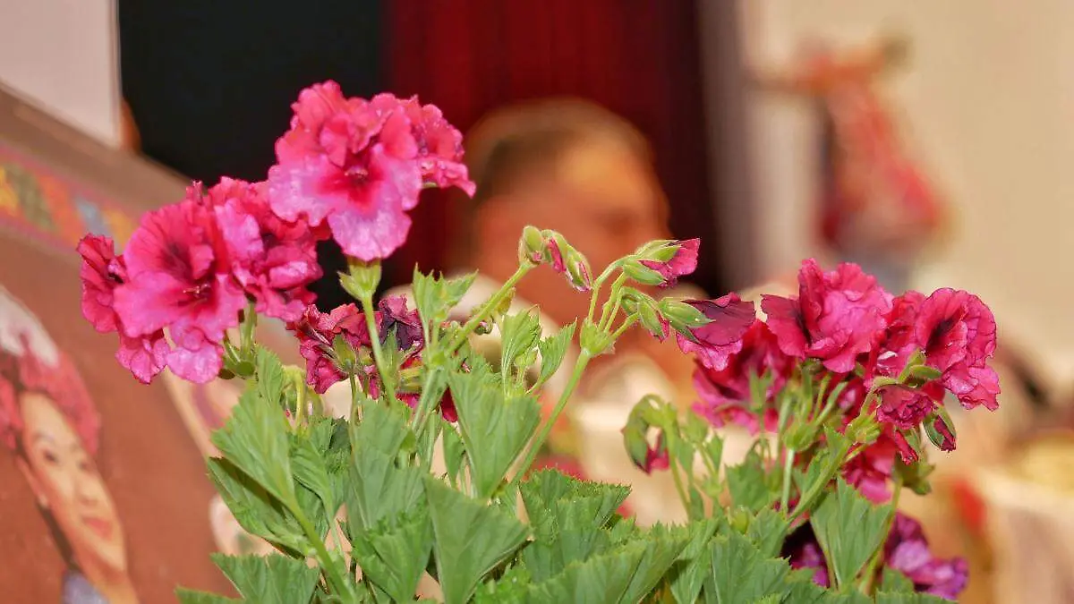 Geranios Tingambato (2)