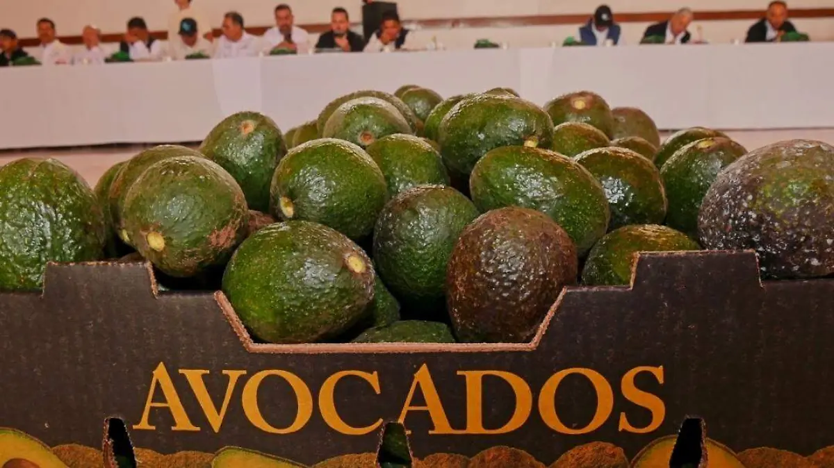 Aguacateros (3)
