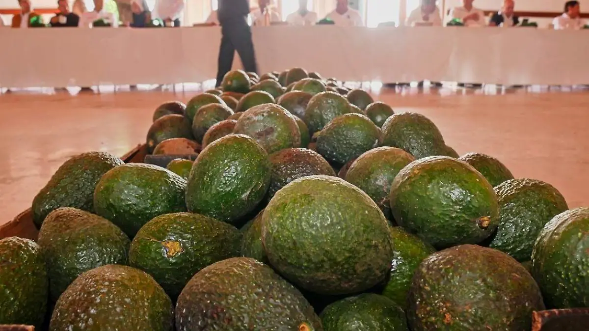 Aguacateros (4)