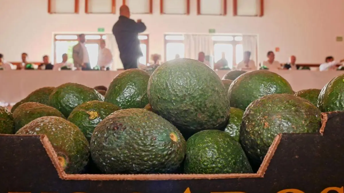 Aguacateros (1)