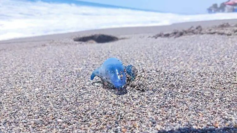 663294135_1261397039442698_2799204862276364967_n