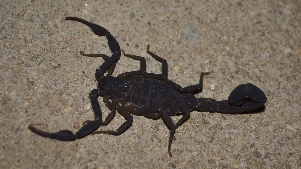alacranes