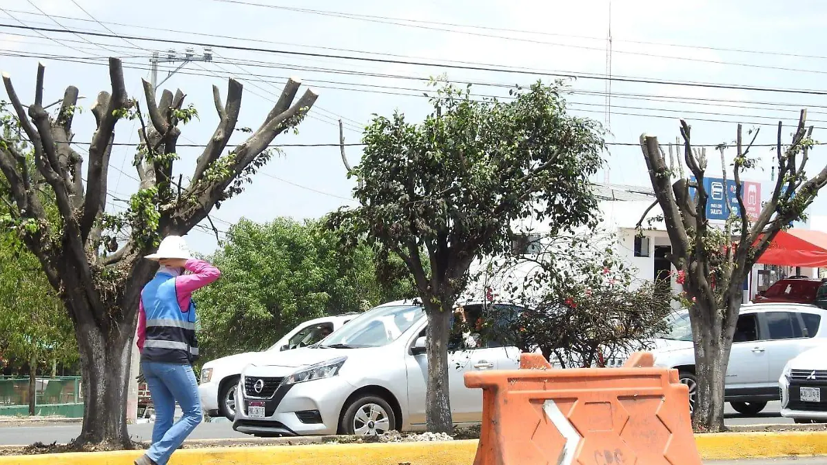 arboles podamos morelia