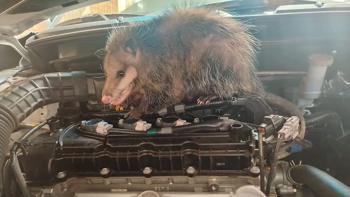 WhatsApp Image 2026-04-11 at 11.32.49 (1)