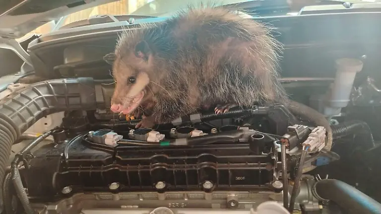 WhatsApp Image 2026-04-11 at 11.32.49 (1)