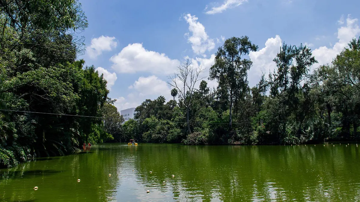 Lago en el Zoológico de Morelia