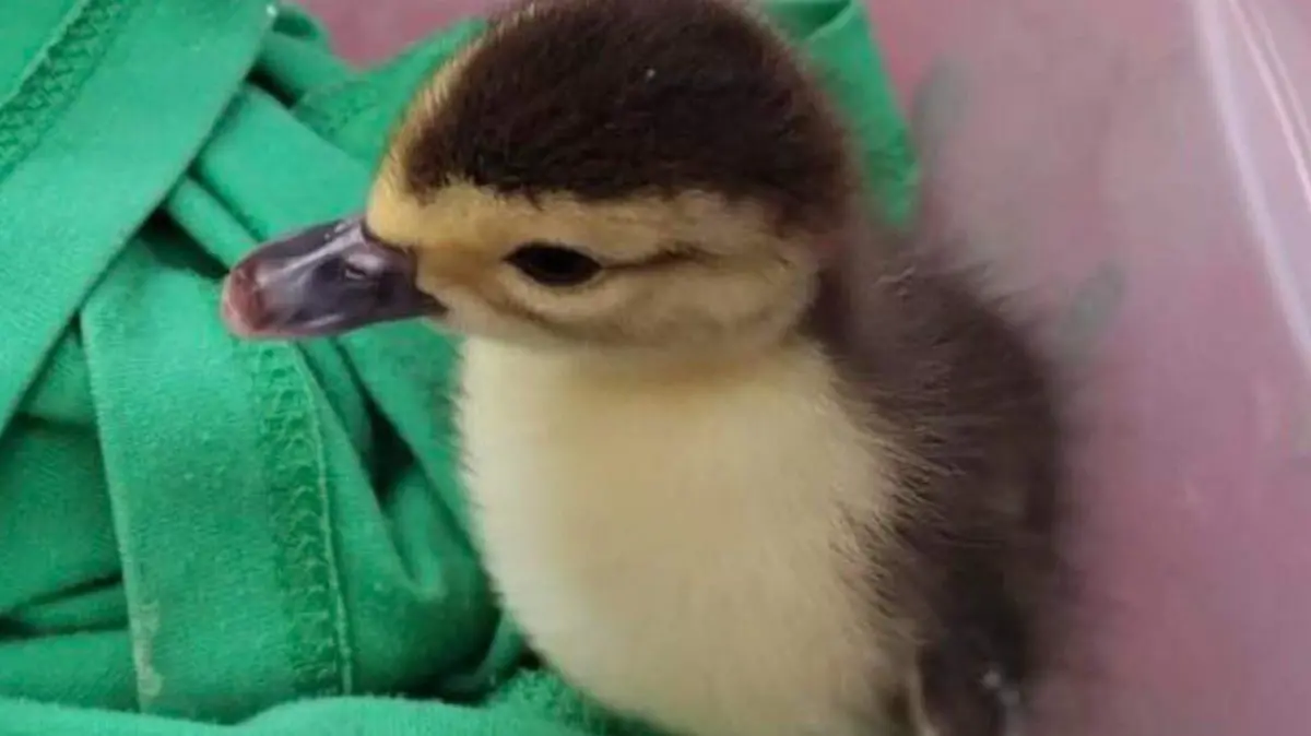 Captura de pantalla 2026-04-12 194847