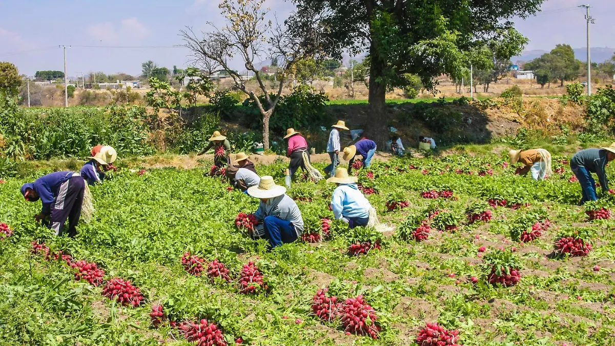697106_Puebla Cosecha Rabanos_impreso