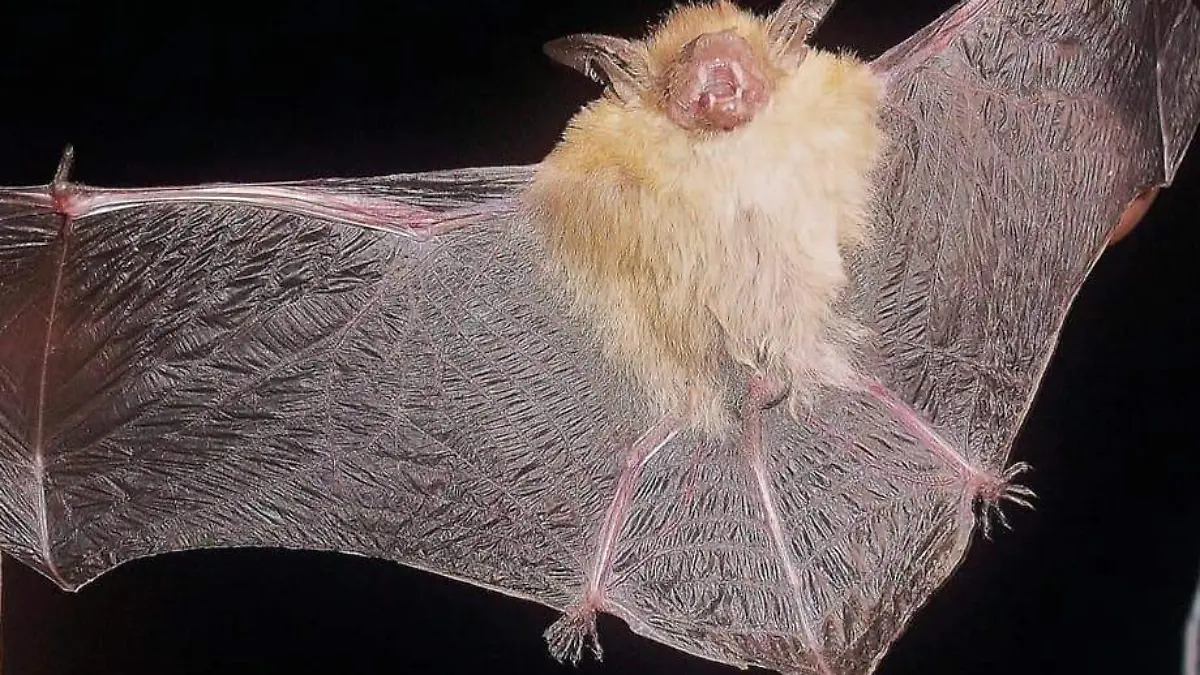 murcielago amarillo del infiernillo