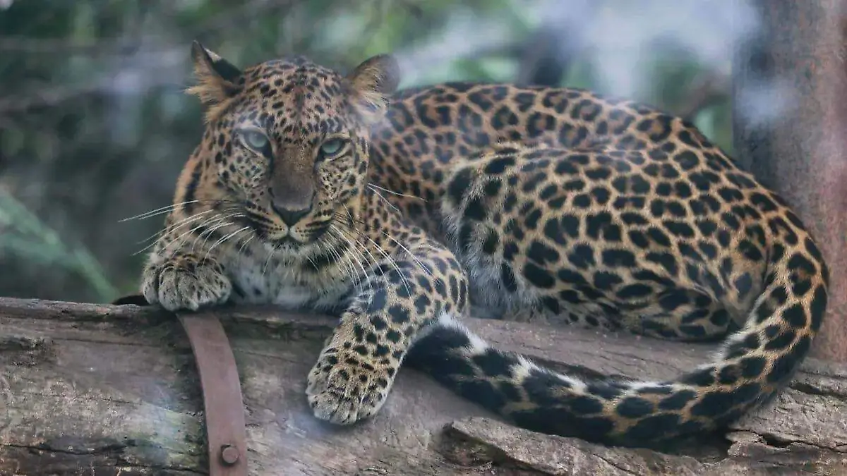 WhatsApp Image 2026-04-18 at 08.46.25