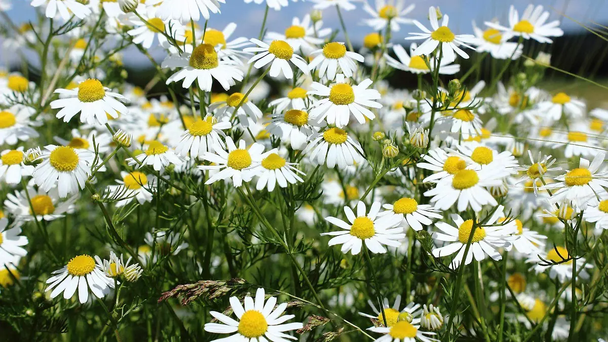 nidan-chamomile-800676_1920