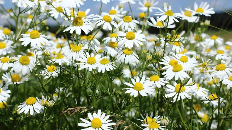 nidan-chamomile-800676_1920