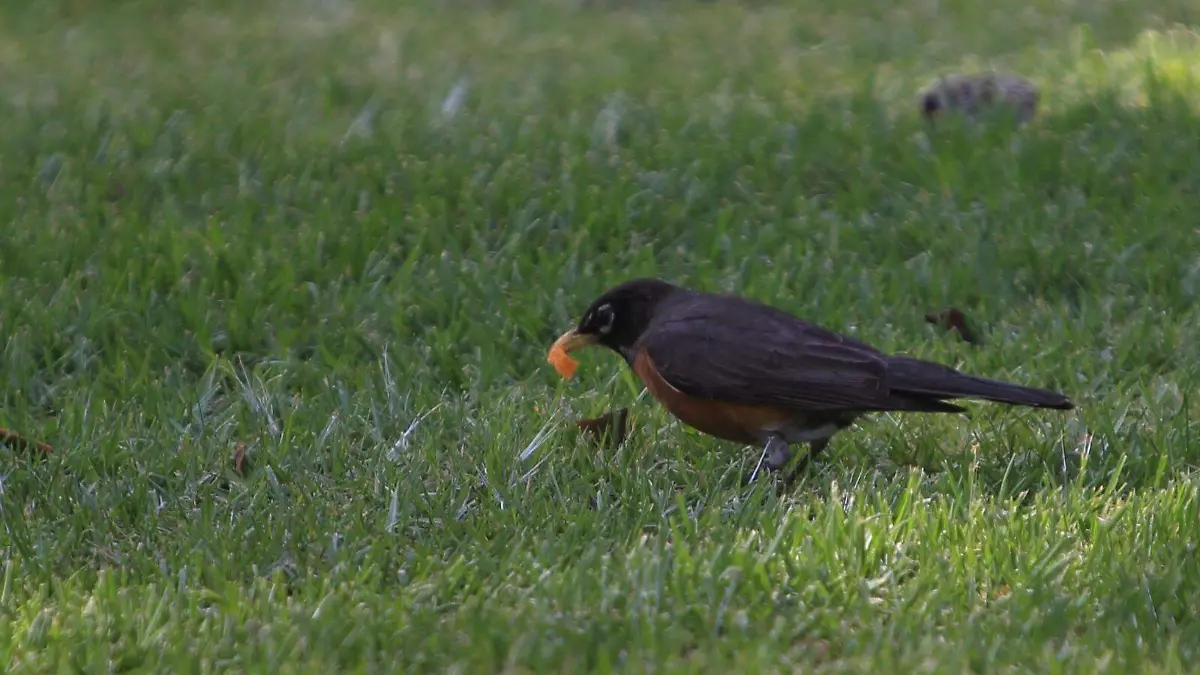 Mirlo primavera pajaro 1