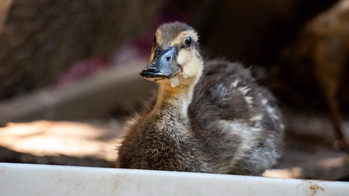 patito rescatado 