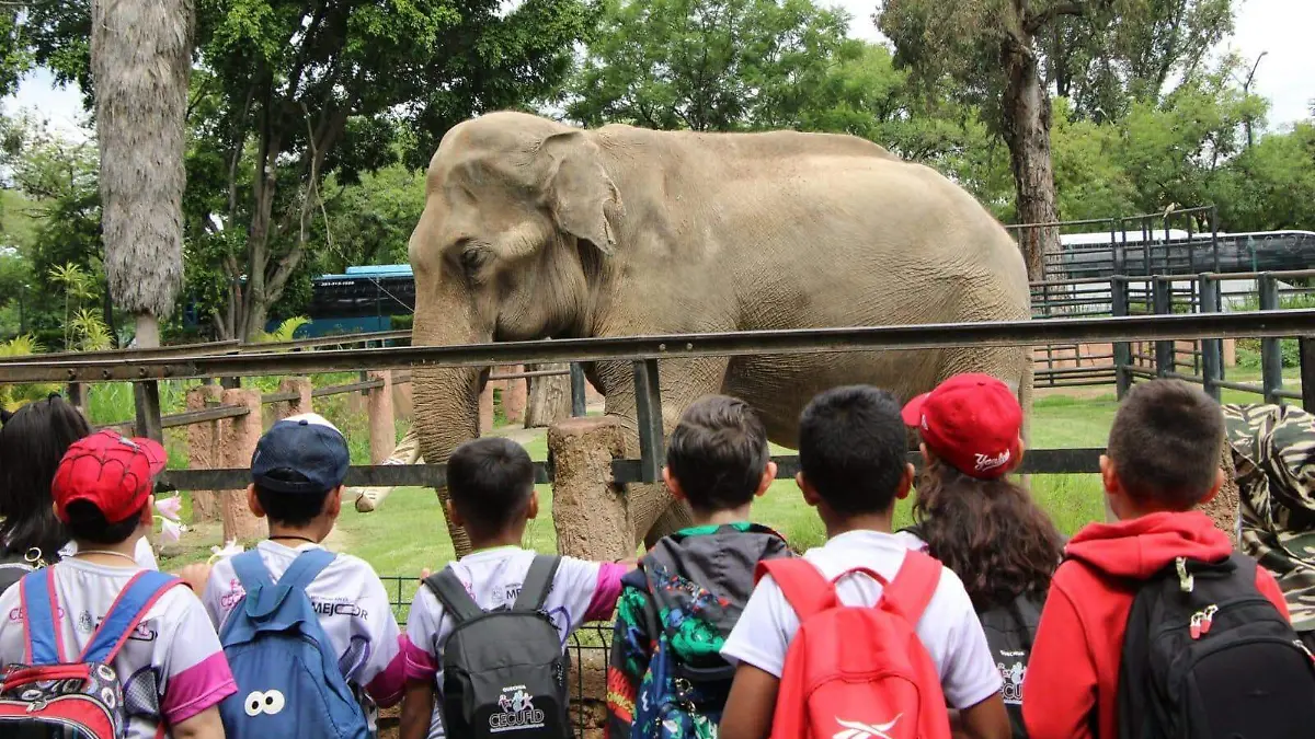 zoologico curso de verano