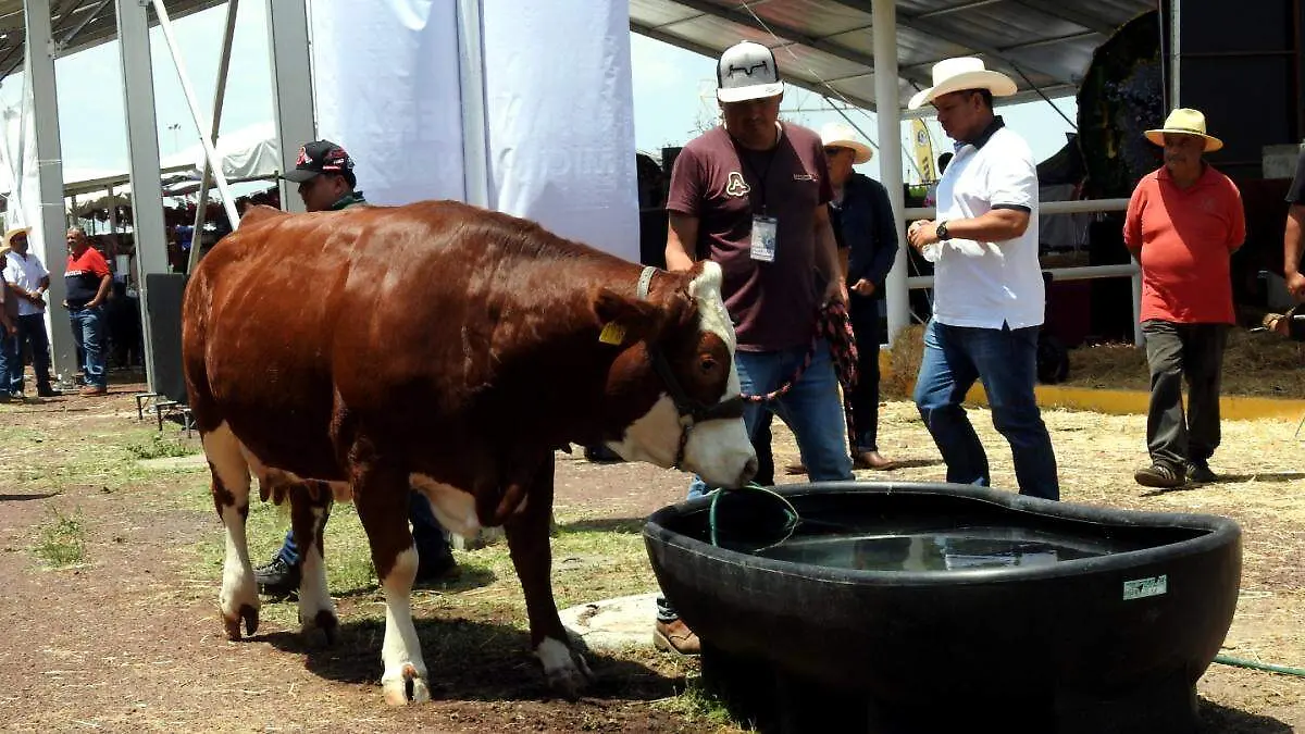 Expo ganadera