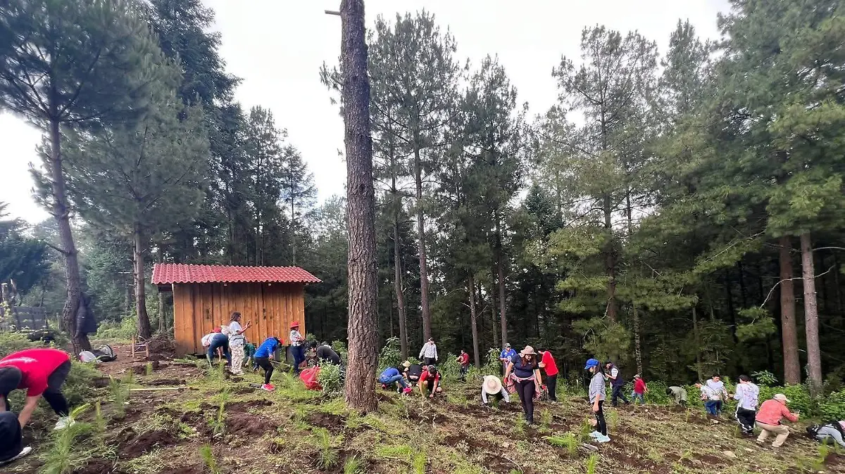 reforestacion monarca