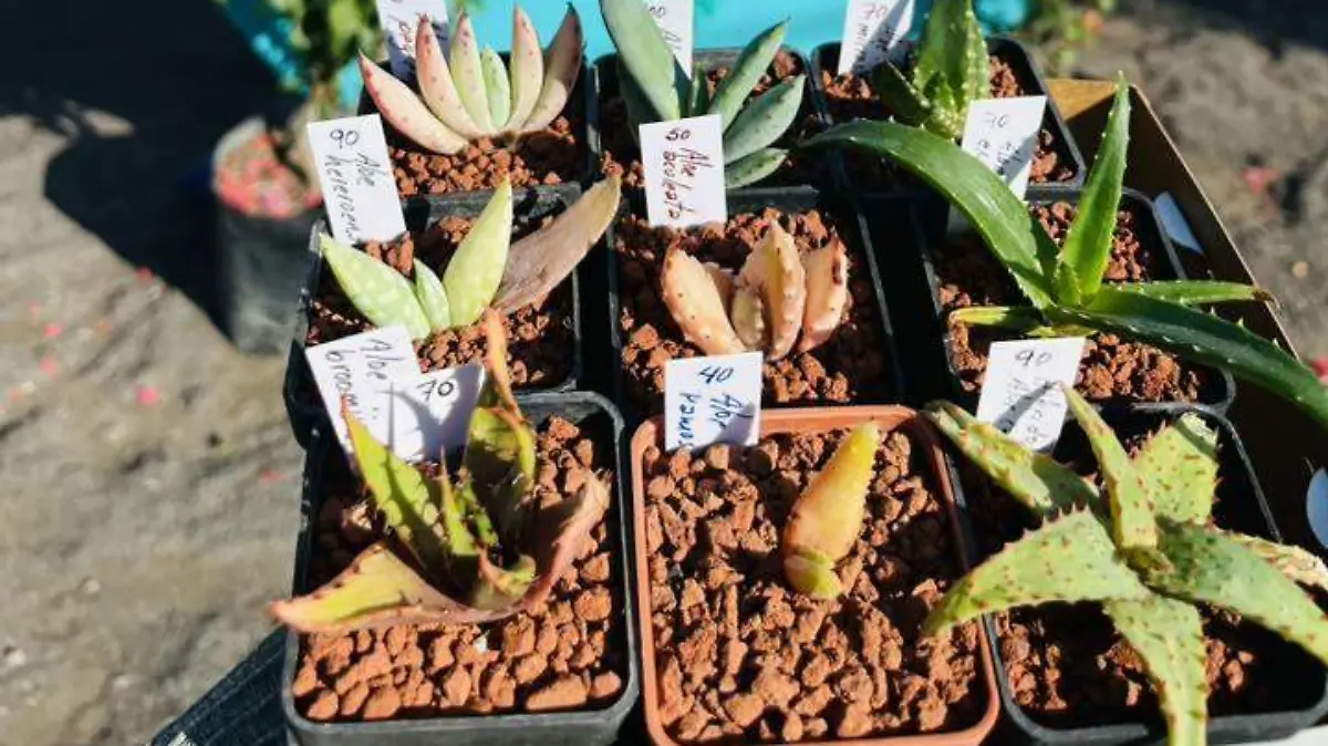 Expo Botánica