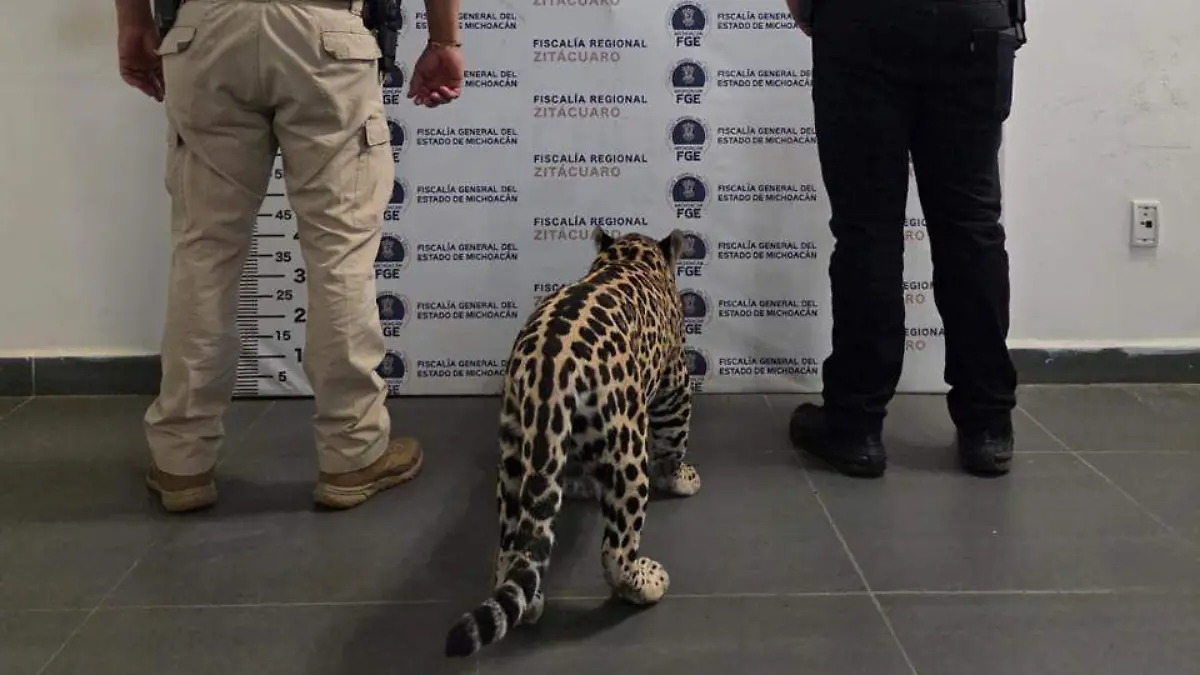 jaguar cachorro 