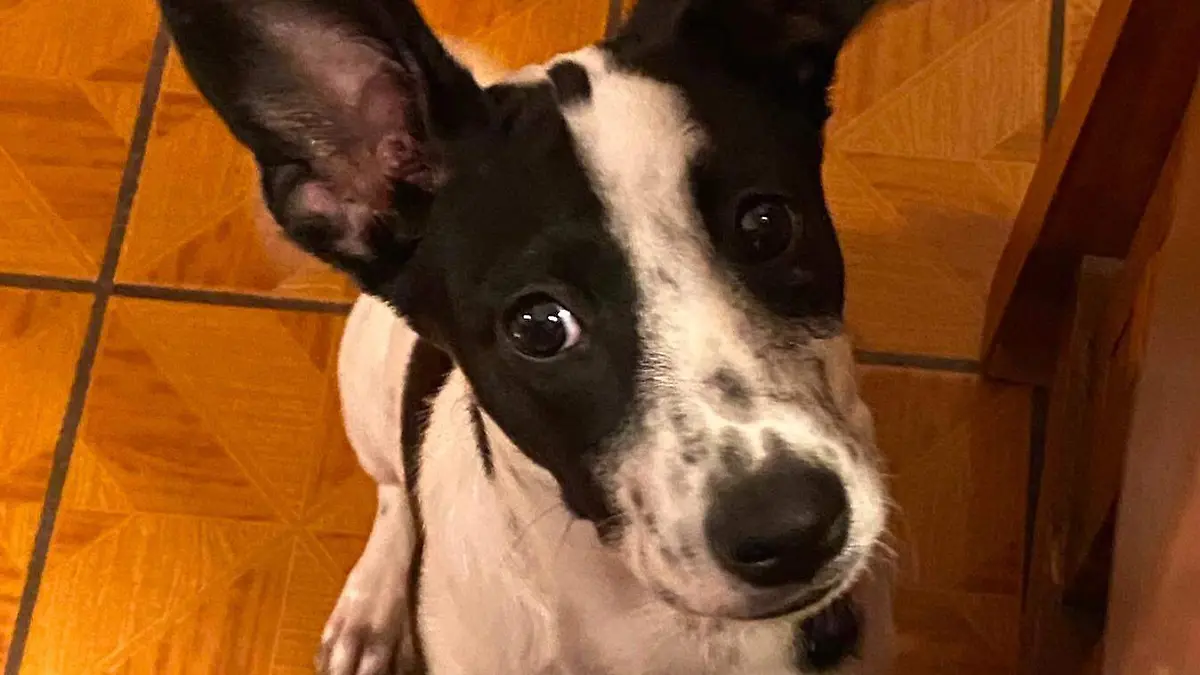 Sid perro