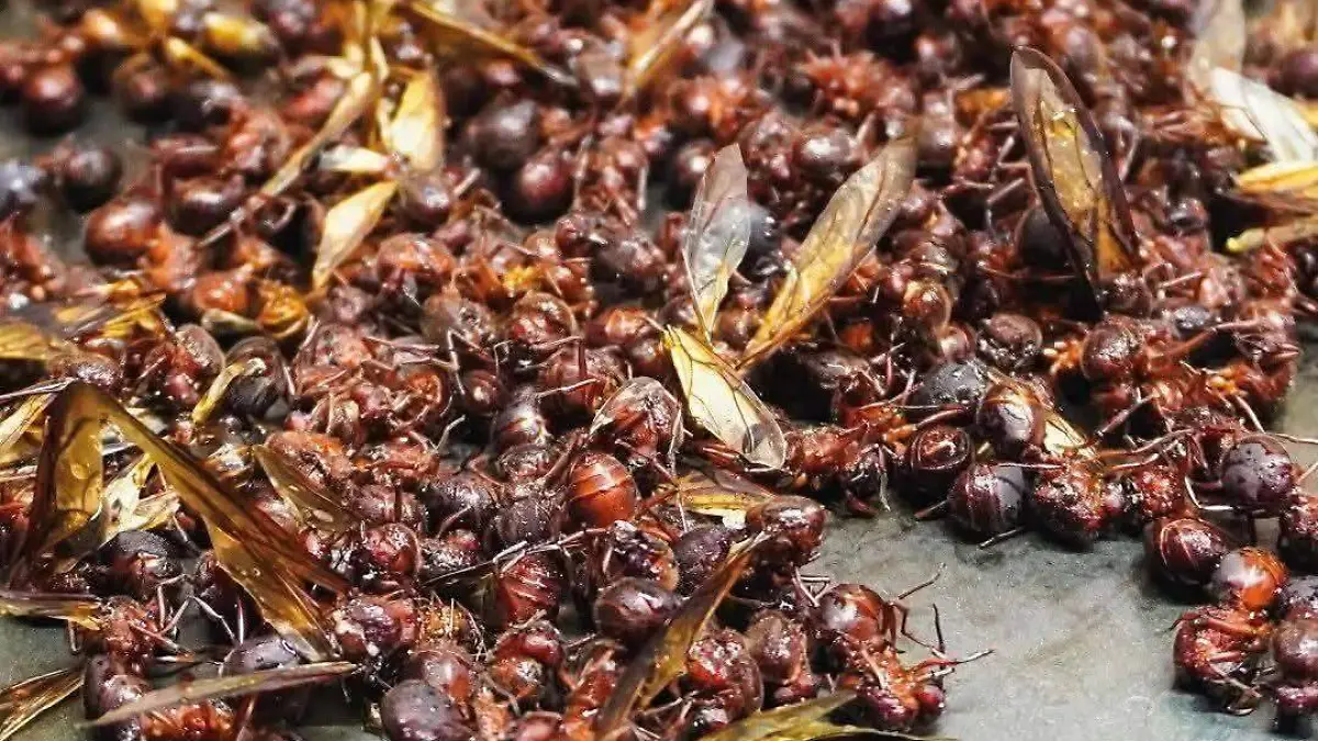 Hormiga chicatanas