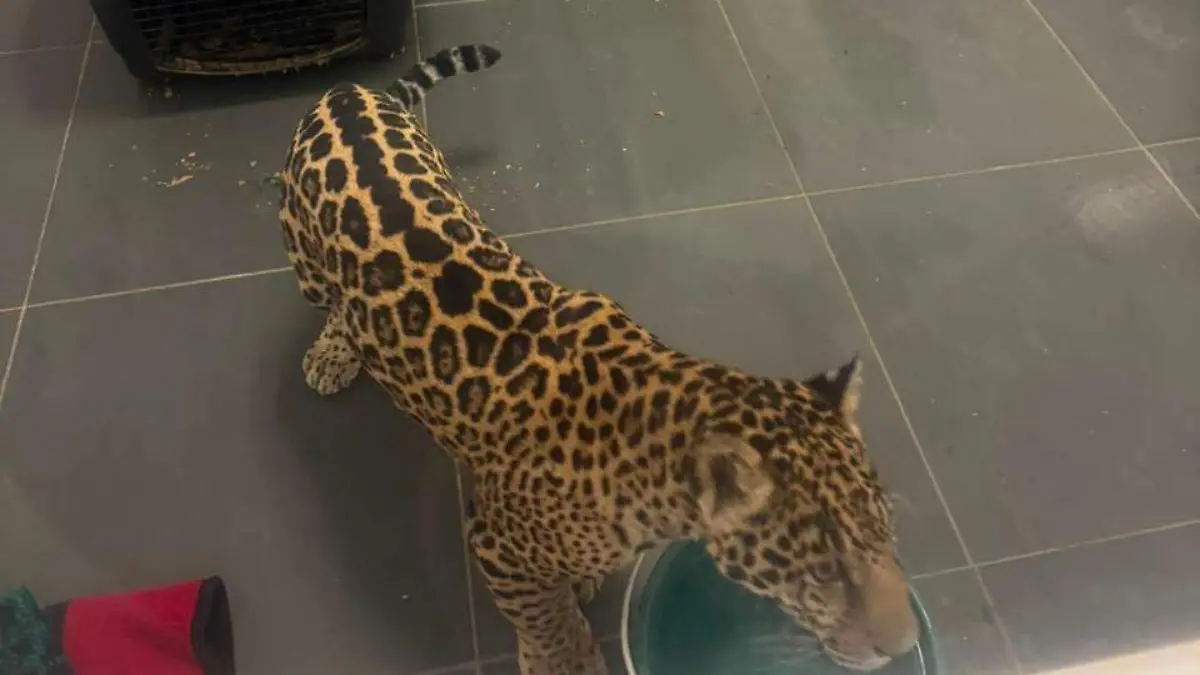 tigre rescatado