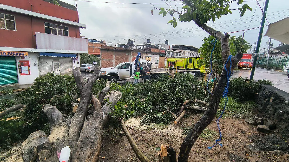 arbol caido morelia