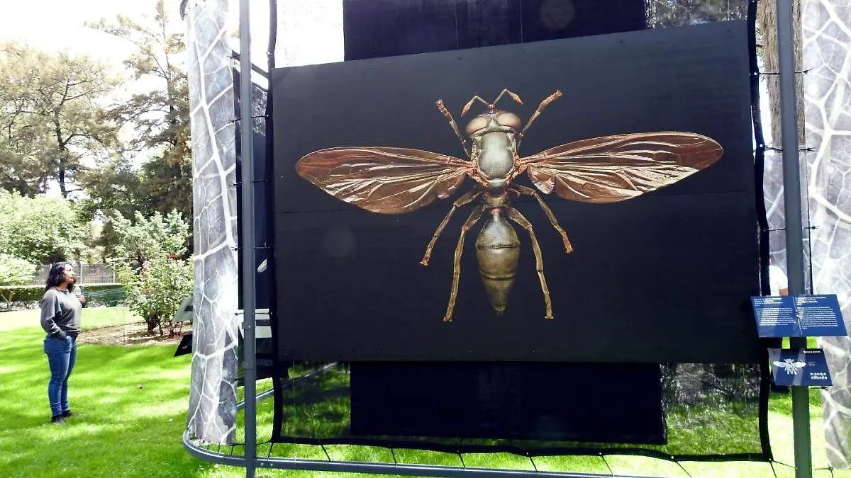 Insectus (3)