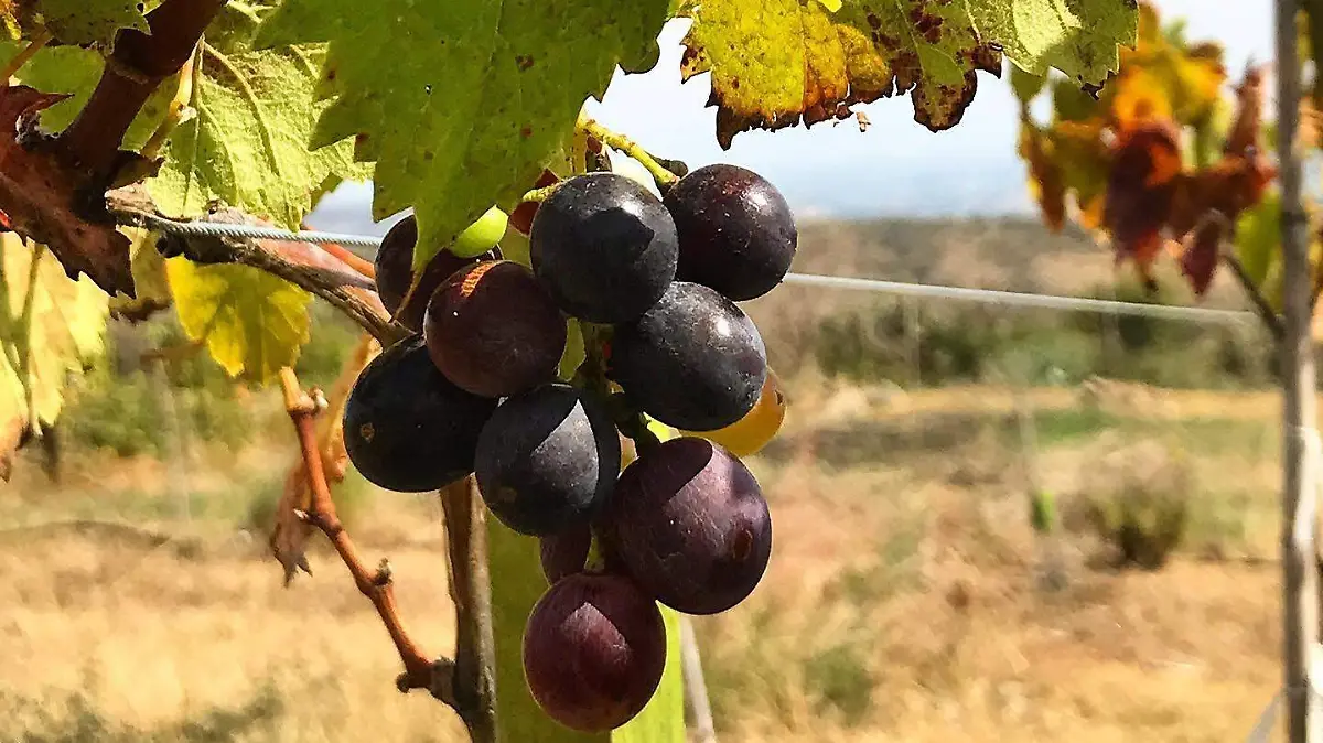 vendimia uvas michoacan