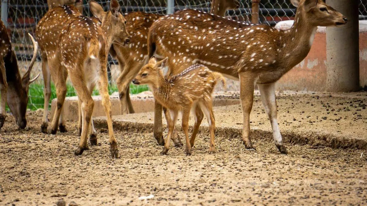 Crías Zoológico de Morelia