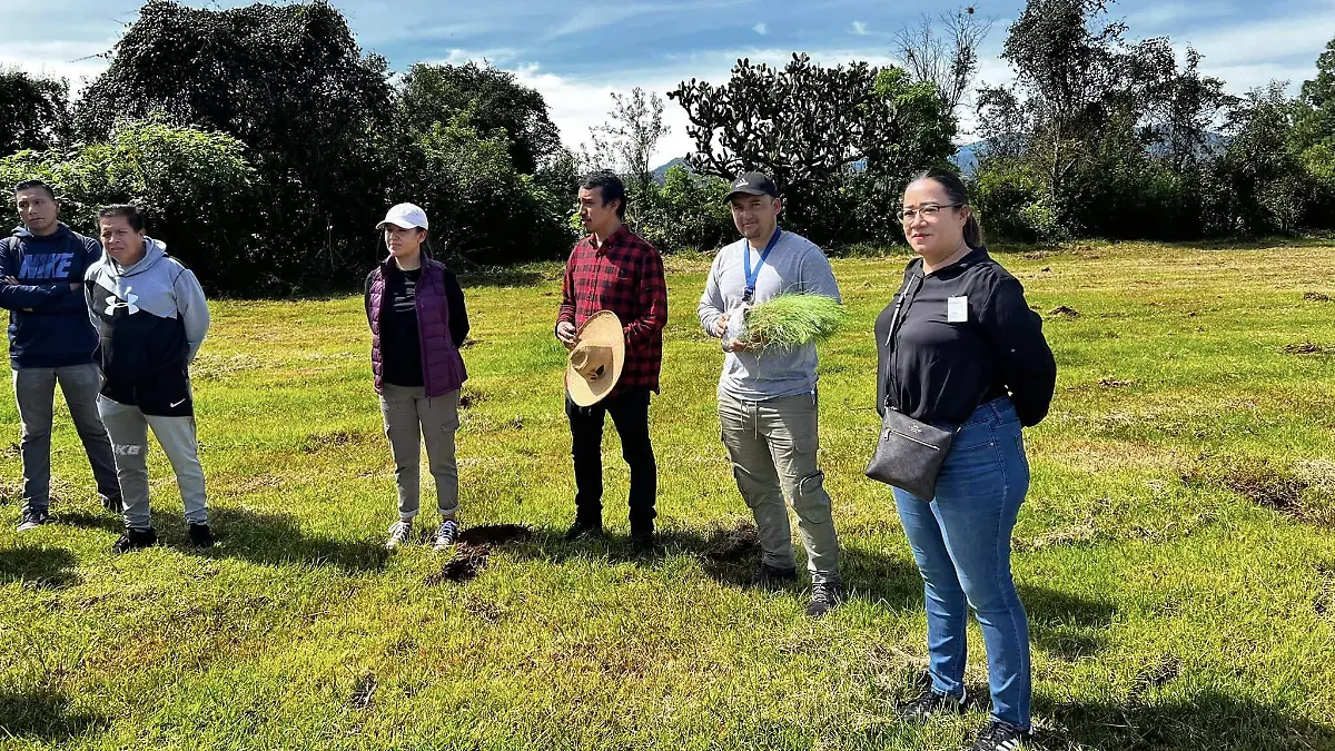 reforestacion 