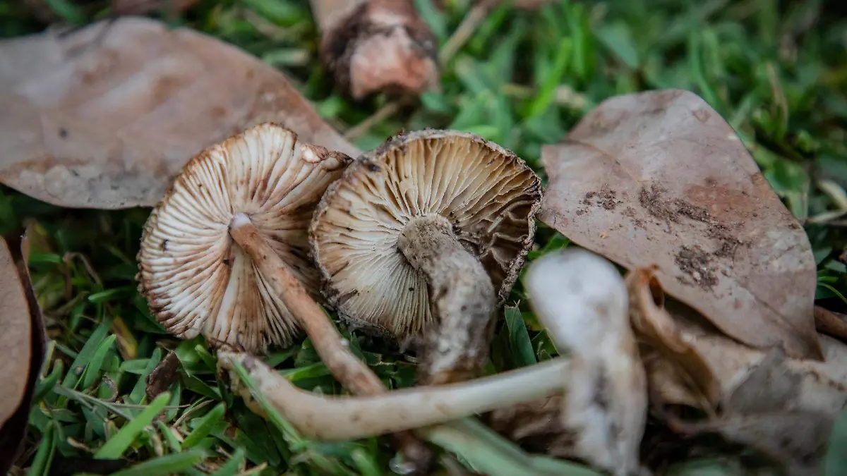hongos michoacan
