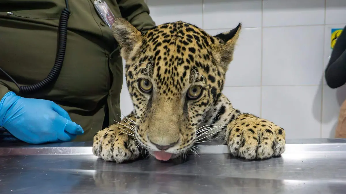 tigre rescatado 
