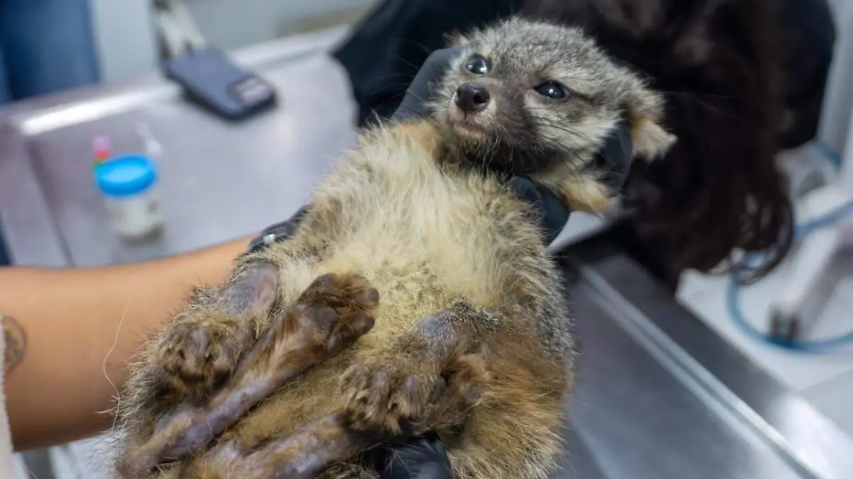 zorro gris zoologico