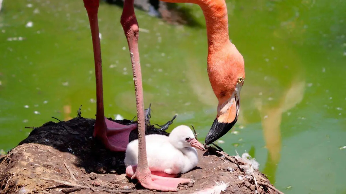 flamingo morelia zoologico 