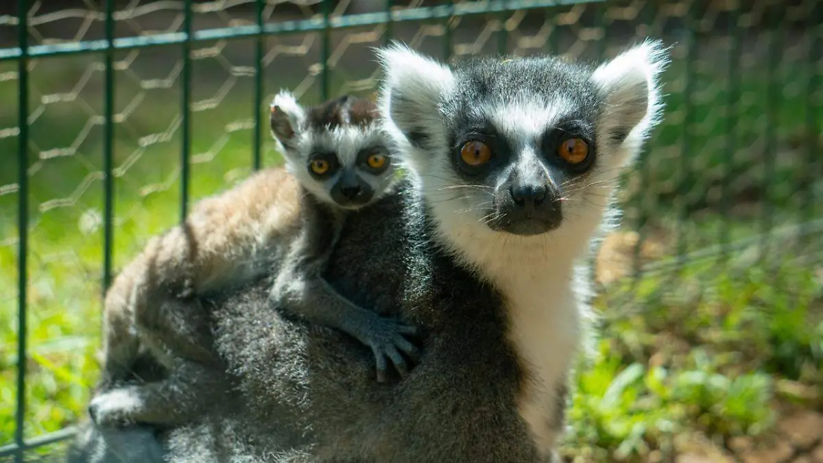 lemur morelia zoologico