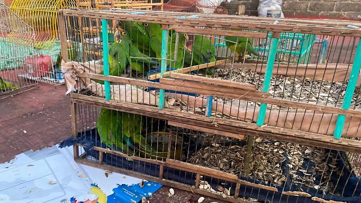 hacinamiento aves morelia