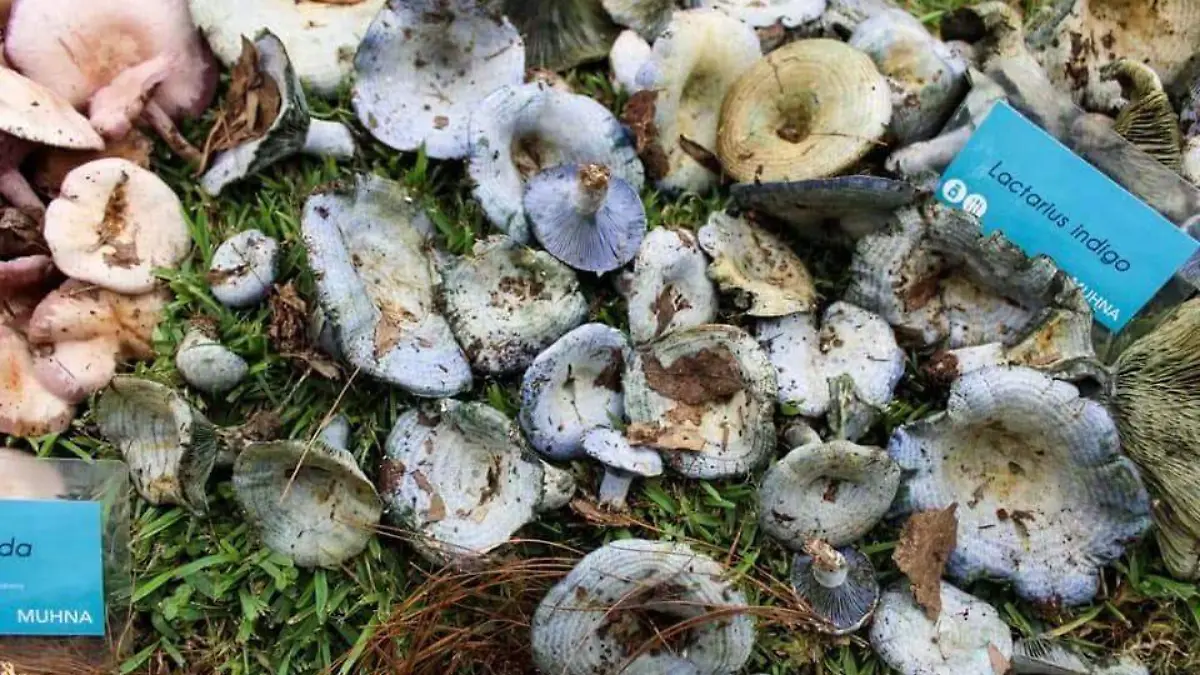 hongos especies