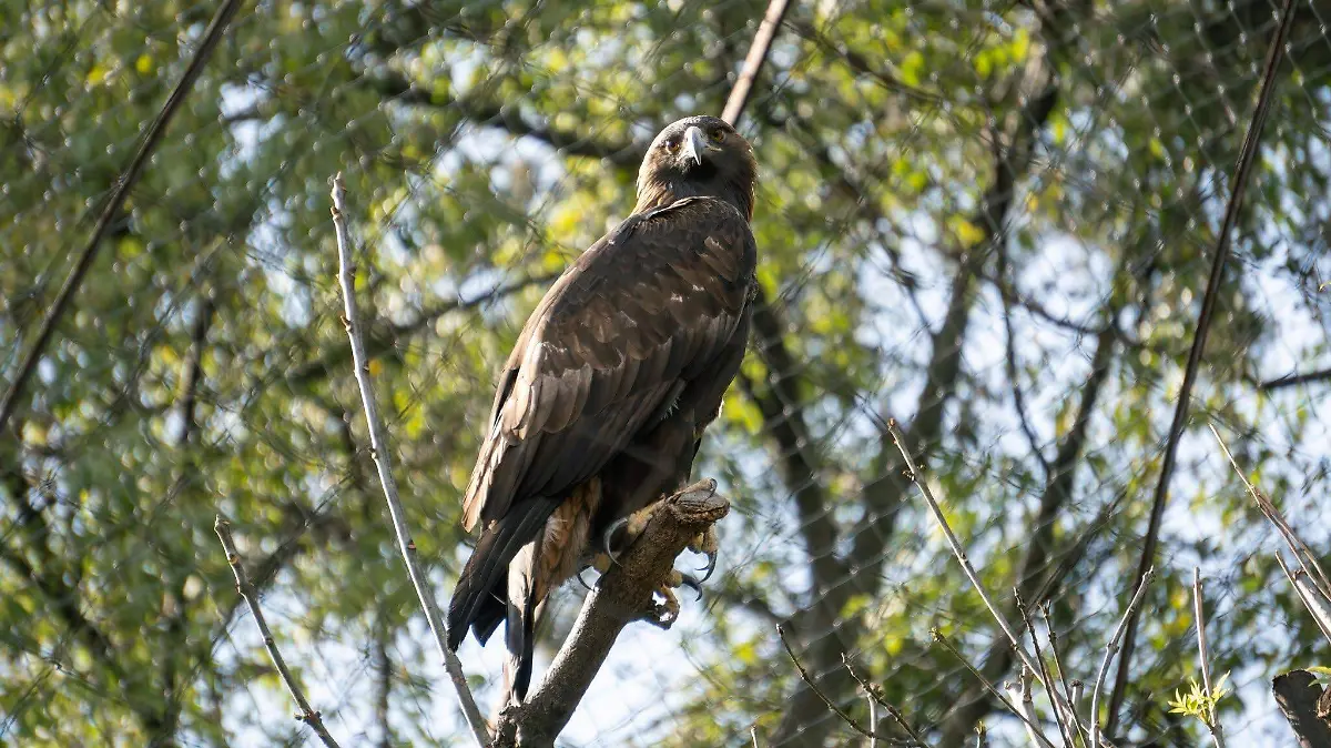 aguila real zoo morelia