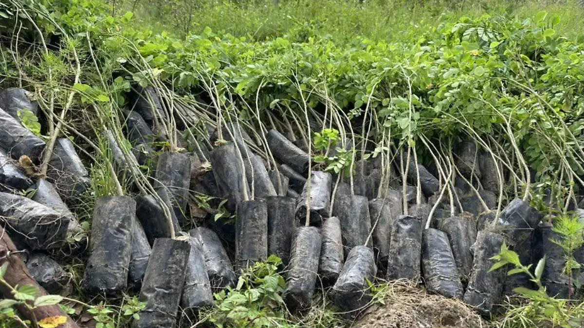 árboles