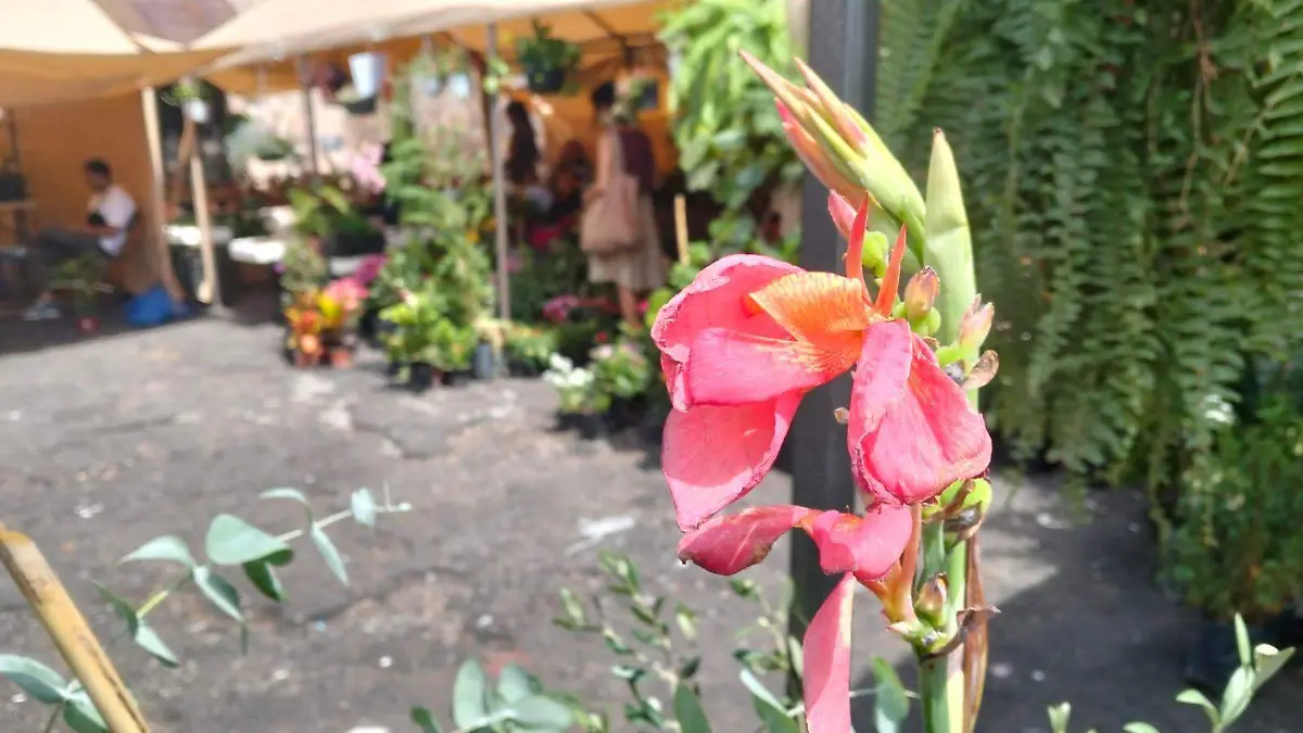 Festival de la planta