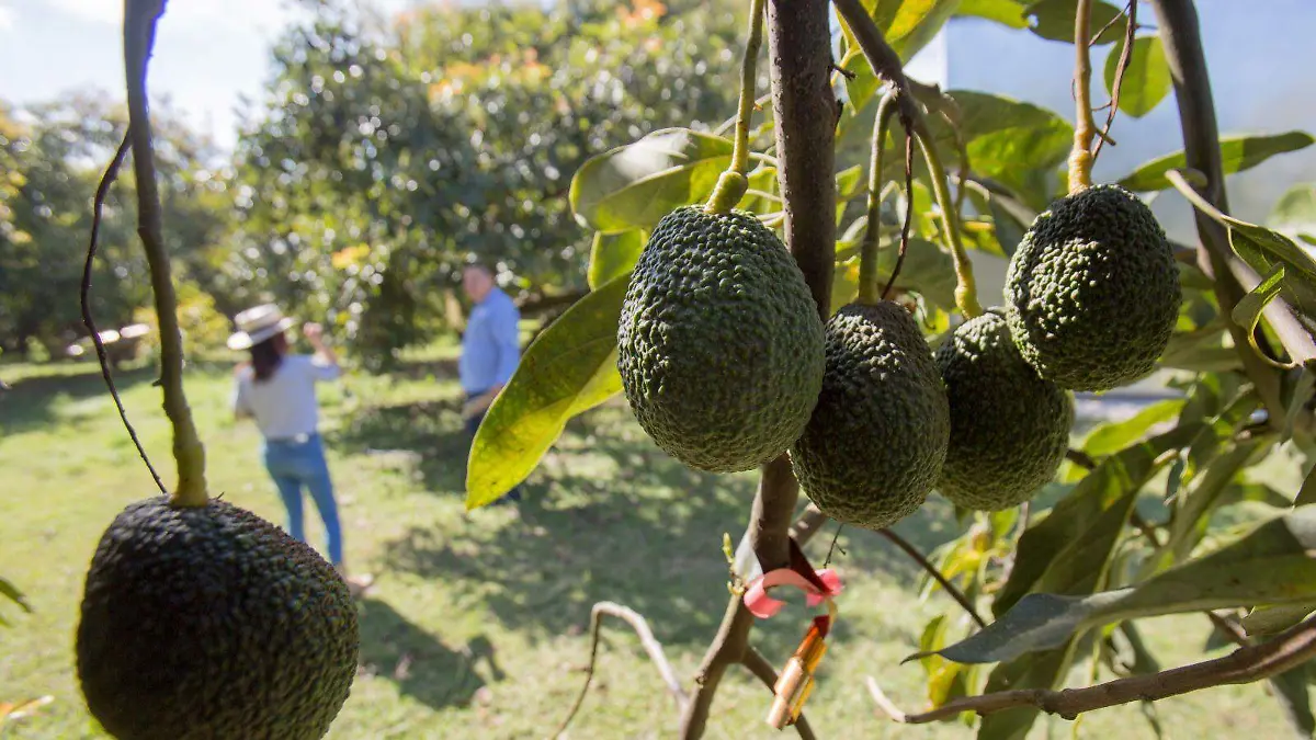 Aguacates Uruapan_AJO (11)