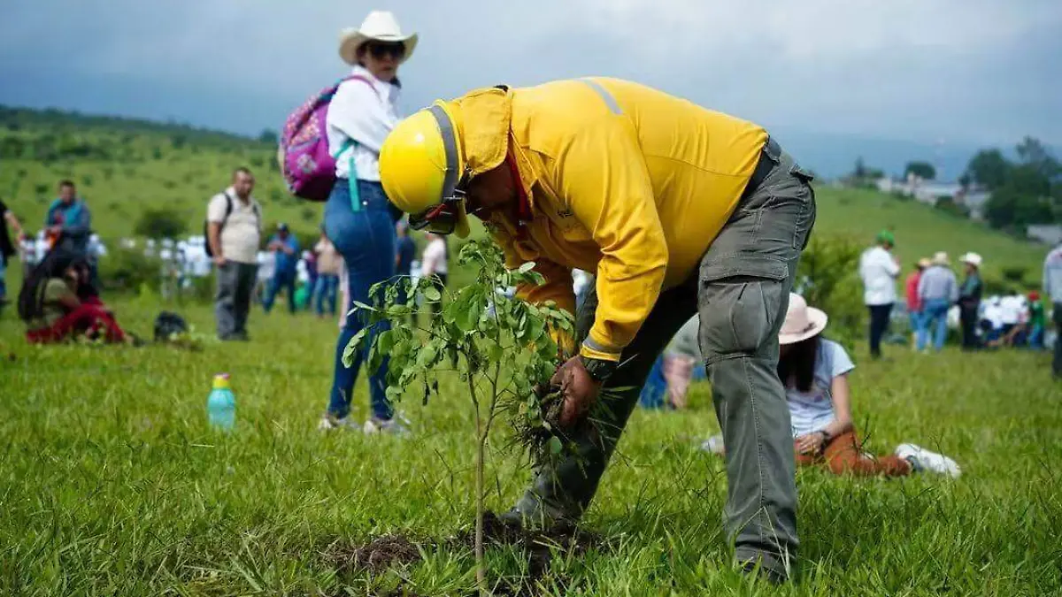 reforestación