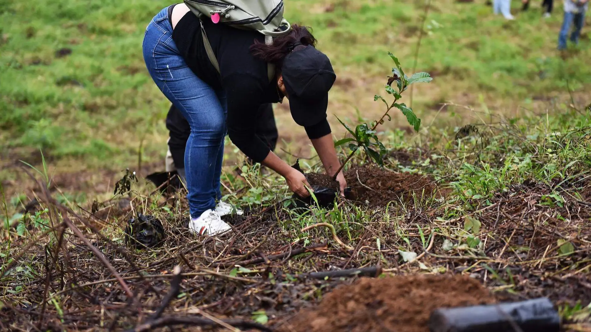 árboles reforestación