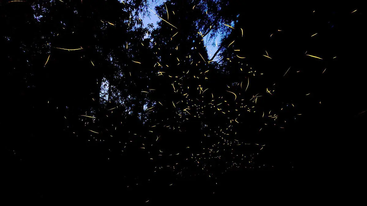613838_Luciérnagas Tlaxcala-1_web